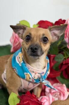 Chihuahua and Mixed Breed Dogs Available for Adoption in Carlsbad, California - Lipstick-One Of Our Amazing Rescue Dogs | PetCurious
