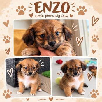 Enzo -*Available 10/24*Chino Hills Location -  Papillon and Chihuahua Dog for Adoption in Chino Hills, California - Enzo -*Available 10/24*Chino Hills Location | PetCurious