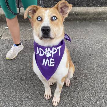 River -  Terrier and Husky Dog Available for Adoption in Mount Vernon, Indiana - River | PetCurious