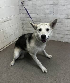 Rescue Siberian Husky Dogs for Adoption in San Bernardino, California - FIONA | PetCurious