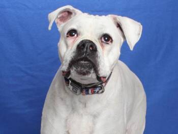 MISSISSIPPI -  Boxer Dog for Adoption in Burbank, California - MISSISSIPPI | PetCurious