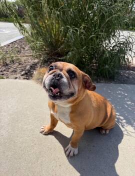 Penny -  American Bully and Pug Dog for Adoption in Hollister, California - Penny | PetCurious