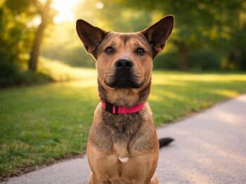 German Shepherd Dog and Mixed Breed Dogs Available for Adoption - EZEQUIEL | PetCurious