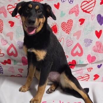 Mixed Breed Dogs Available for Adoption - Snickers | PetCurious