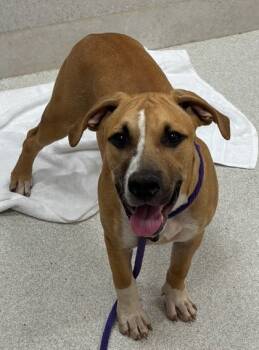 Rescue Shar Pei and Terrier Dogs for Adoption in Honolulu, Hawaii - Skar | PetCurious