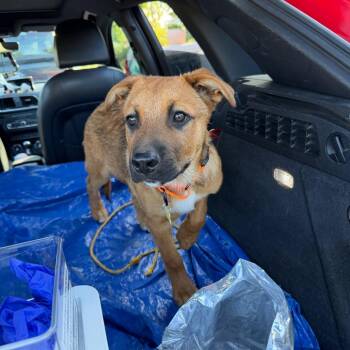 Belgian Shepherd Malinois and Husky Dogs Available for Adoption in San Diego, California - Waffles_2 | PetCurious