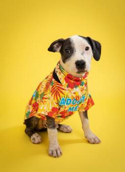 Cabo- ADOPT Me -  Mastiff and Pit Bull Terrier Dog for Adoption in Redondo Beach, California - Cabo- ADOPT Me | PetCurious