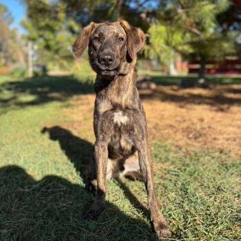 Rescue Labrador Retriever and Mixed Breed Dogs for Adoption in Fargo, North Dakota - Frisbee--In Foster | PetCurious