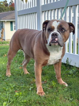 Rescue English Bulldog Dogs for Adoption in Cuyahoga Falls, Ohio - Phoebe | PetCurious