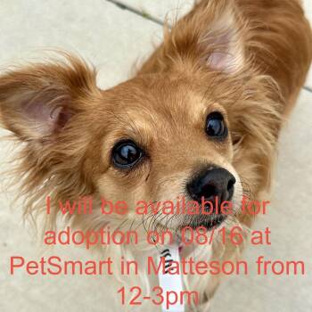 Dixie -  Chihuahua and Mixed Breed Dog for Adoption in Matteson, Illinois - Dixie | PetCurious