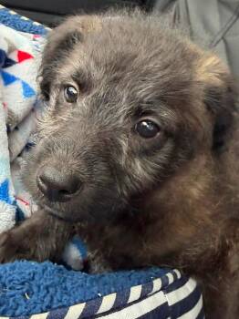Corgi and Poodle Dogs Available for Adoption in Dunmore, Pennsylvania - Echo | PetCurious