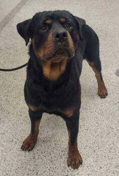 Wookie -  Rottweiler and Mixed Breed Dog for Adoption in Kansas City, Missouri - Wookie | PetCurious