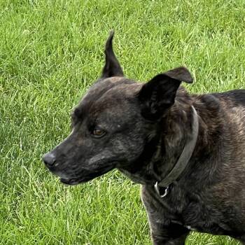 Daisy -  Husky and Pit Bull Terrier Dog for Adoption in Elkton, Michigan - Daisy | PetCurious