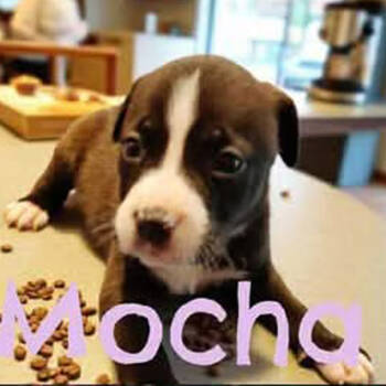 Rescue Pit Bull Terrier Dogs for Adoption in Armonk, New York - AAD New Arrival! Mocha - 25280 | PetCurious