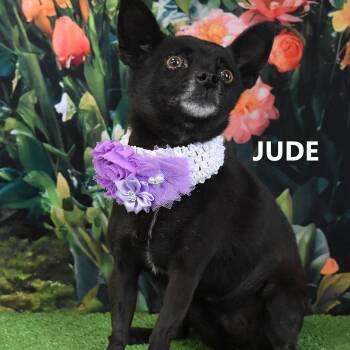 Chihuahua Dogs Available for Adoption - Jude  | PetCurious