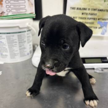 Rescue Labrador Retriever and Pit Bull Terrier Dogs for Adoption in Parrish, Alabama - Henrick | PetCurious