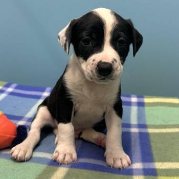Elijah -  Terrier and Mixed Breed Dog Available for Adoption in Mount Vernon, Indiana - Elijah | PetCurious