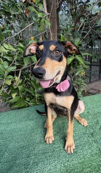 Mocha -  Shepherd Dog for Adoption in Woodstock, Ontario - Mocha | PetCurious