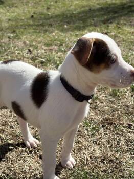 Hound Dogs Available for Adoption - Sawyer | PetCurious