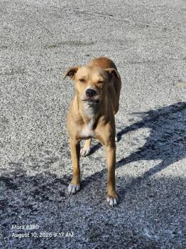 BROWNIE -  Terrier Dog for Adoption in San Antonio, Texas - BROWNIE | PetCurious