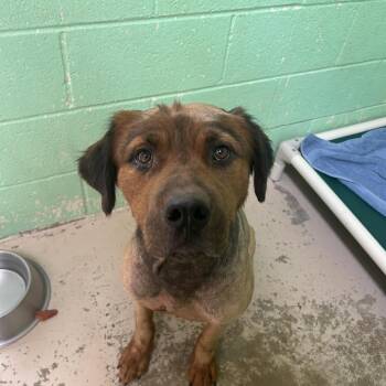 Griz -  Retriever Dog for Adoption in Grass Valley, California - Griz | PetCurious