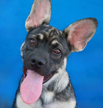 SCHNITZEL -  French Bulldog Dog for Adoption in Pasadena, California - SCHNITZEL | PetCurious