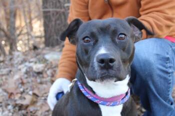Clover -  Labrador Retriever and Mixed Breed Dog for Adoption in East Brookfield, Massachusetts - Clover | PetCurious