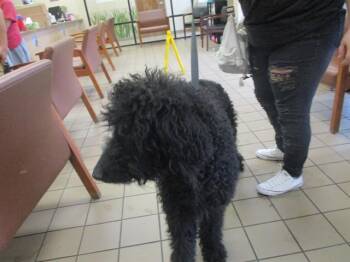 Poodle and Labrador Retriever Dogs Available for Adoption in Ocala, Florida - A379961 | PetCurious