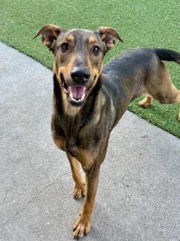 BENNIE -  Mixed Breed Dog for Adoption in Dallas, Texas - BENNIE | PetCurious