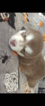 Jinx -  Alaskan Malamute Dog for Sale in Mouth Of Wilson, Virginia - Jinx | PetCurious