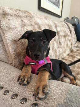 Brenda #2 -  Labrador Retriever Dog for Adoption in Denver, Colorado - Brenda #2 | PetCurious