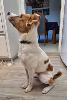 Rescue Australian Shepherd Dogs for Adoption in Woodland, California - Kona | PetCurious