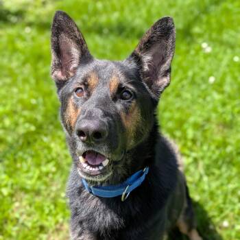 Prince Bubba -  German Shepherd Dog Dog for Adoption in Milan, Illinois - Prince Bubba | PetCurious