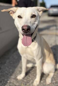 Quinn -  White German Shepherd and Labrador Retriever Dog for Adoption in Mckeesport, Pennsylvania - Quinn | PetCurious