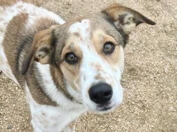 Mixed Breed Dogs Available for Adoption - Tasha | PetCurious