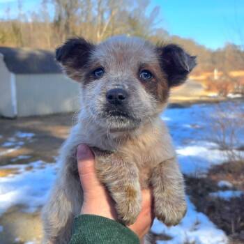 Cattle Dog Dogs Available for Adoption - CT Fred Jones Avail Mar 21 | PetCurious