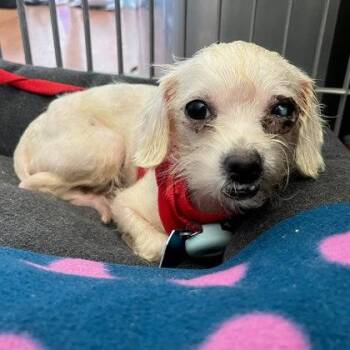 Lillian -  Poodle Dog for Adoption in Oakland, California - Lillian | PetCurious