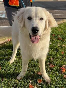 Rescue Great Pyrenees Dogs for Adoption in Vaughan, Ontario - KODA | PetCurious