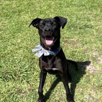 Zazoo Silly Sidekick -  Labrador Retriever and Pit Bull Terrier Dog for Adoption in Friendswood, Texas - Zazoo Silly Sidekick | PetCurious