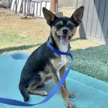 Jerry -  Chihuahua Dog for Adoption in Copiague, New York - Jerry | PetCurious