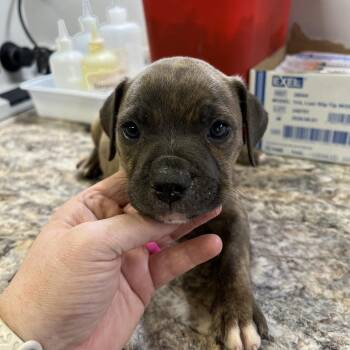 Bruno - 092503U_2 -  Pit Bull Terrier Dog for Adoption in Tupelo, Mississippi - Bruno - 092503U_2 | PetCurious