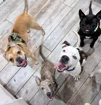 Rescue American Bulldog Dogs for Adoption in Lutz, Florida - Cosmo | PetCurious