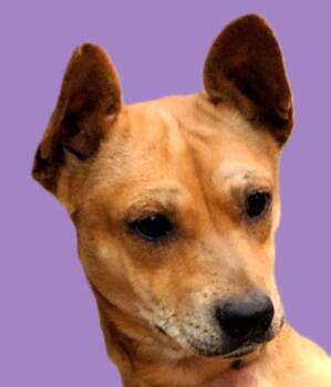 Corgi Dogs Available for Adoption in Savannah, Georgia - Bailey | PetCurious