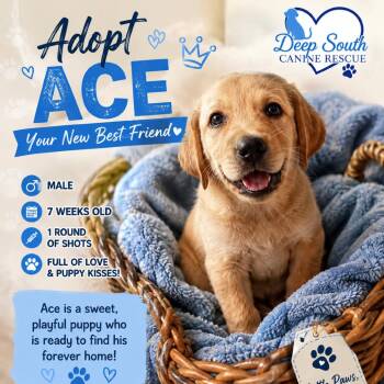 Ace 2289 -  Mixed Breed Dog for Adoption in Loxahatchee Groves, Florida - Ace 2289 | PetCurious