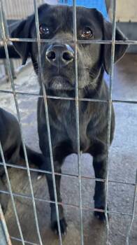Rescue Labrador Retriever Dogs for Adoption in Troy, Alabama - Makayla | PetCurious