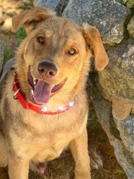 Manny -  Shepherd Dog for Adoption in Kingman, Arizona - Manny | PetCurious