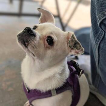 Jojo -  Chihuahua and Pug Dog for Adoption in Warren, Rhode Island - Jojo | PetCurious