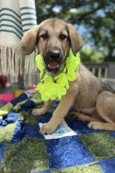 Elvis -  German Shepherd Dog and Great Pyrenees Dog for Adoption - Elvis | PetCurious