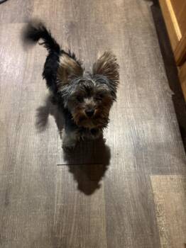 Zyggy -  Yorkshire Terrier and Poodle Dog for Adoption in Minneapolis, Minnesota - Zyggy | PetCurious