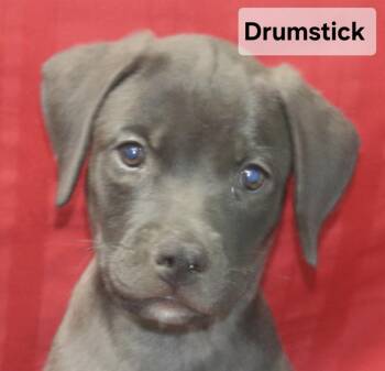 Drumstick -  Labrador Retriever Dog for Adoption in Manchester, Connecticut - Drumstick | PetCurious